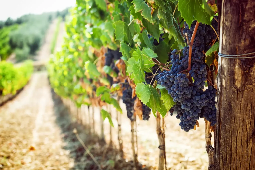 Vignobles Béziers